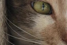 猫之城最新爆料视频大全,最新爆料视频大盘点