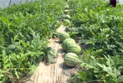 凉山吃瓜爆料视频最新,揭秘当地美食文化背后的故事