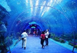 海洋最新爆料视频大全下载,揭秘深海奥秘，探索未知世界