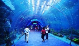 海洋最新爆料视频大全下载,揭秘深海奥秘，探索未知世界