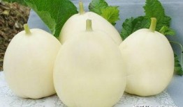 甜瓜最新更新爆料